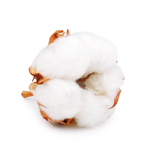 istock Cotton plant flower isolated on white background 941879542
