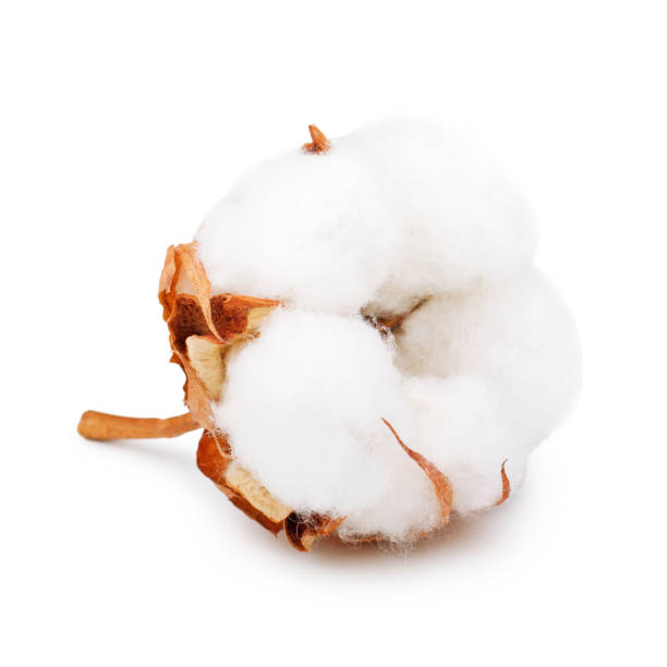 istock Cotton plant flower isolated on white background 941879556