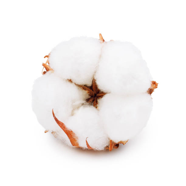 baumwolle pflanze blume isoliert auf weißem hintergrund - cotton plant dry branch stock-fotos und bilder