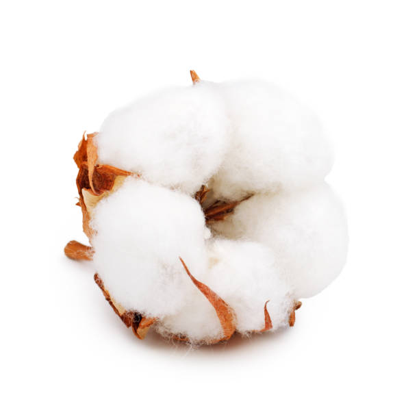 istock Cotton plant flower isolated on white background 941879598