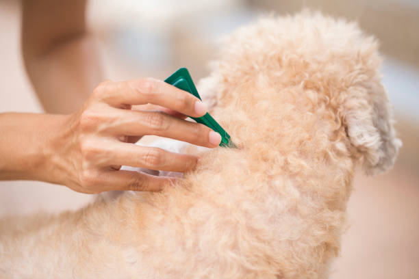 istock tick and flea prevention for a dog 941879908