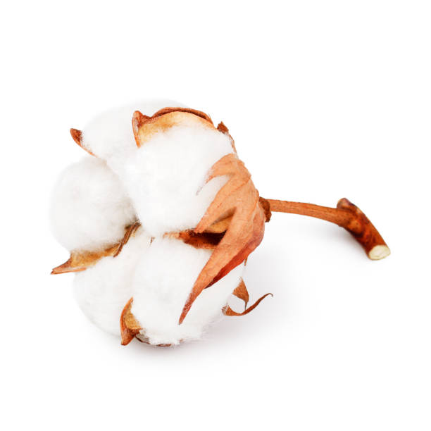 istock Cotton plant flower isolated on white background 941879974