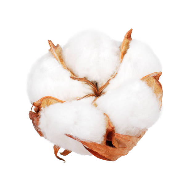 istock Cotton plant flower isolated on white background 941880024