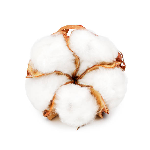 istock Cotton plant flower isolated on white background 941880040