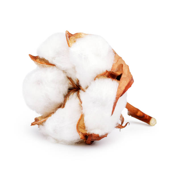 istock Cotton plant flower isolated on white background 941880062