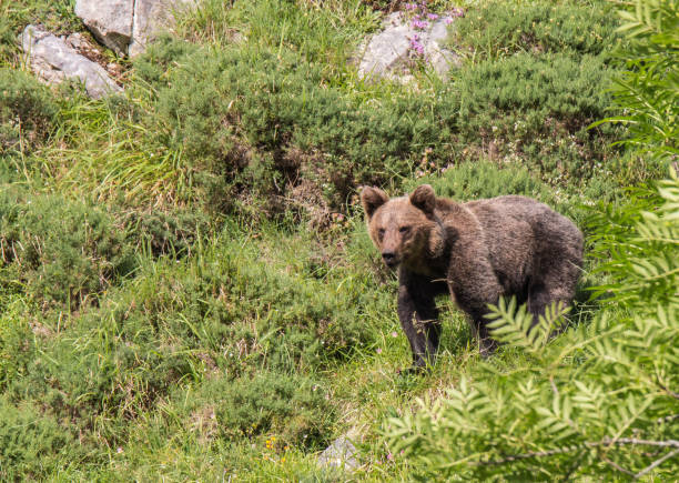istock Brown bear in Asturias! 941882528