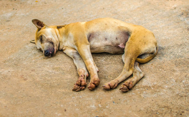 istock My dog is orange-brown. Is sleeping happily 941883258