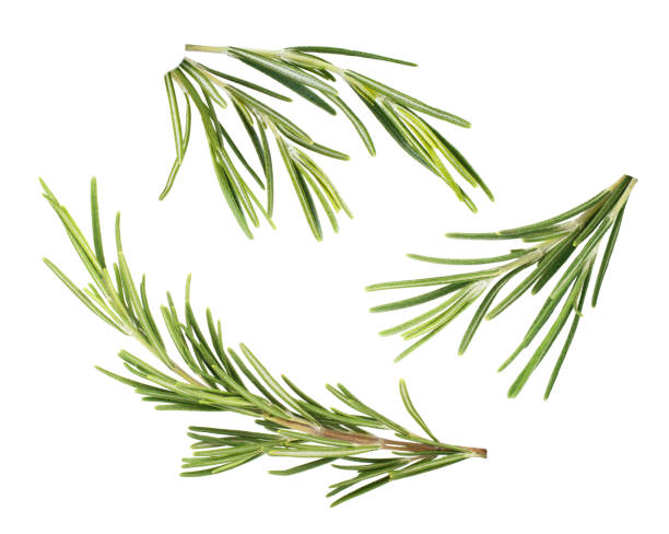 istock Rosemary isolated on white background 941883386