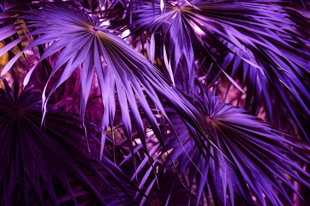 istock tropical jungle palm leaves 941886752