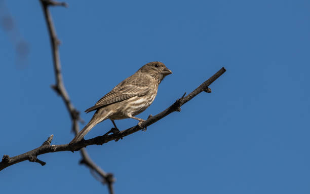 istock Female House Finch 941890478