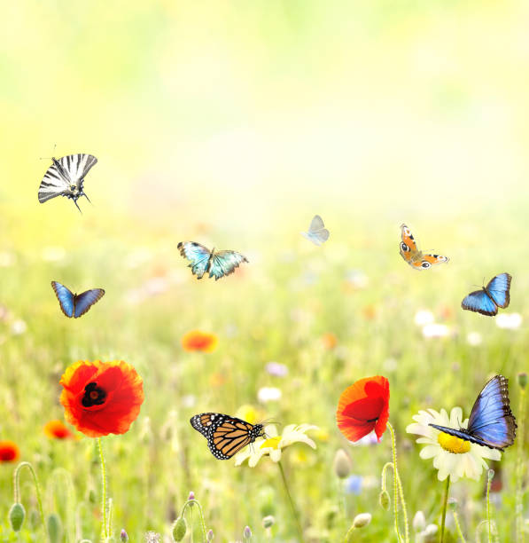 istock vision of an imaginary summer 941890590