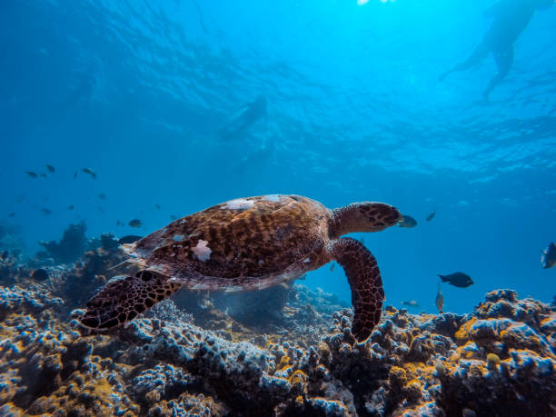 istock Sea Turtle Swimming Under Water 941896290