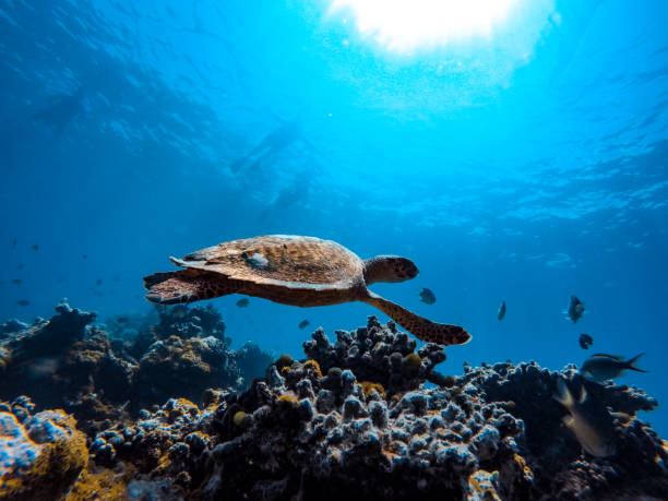 istock Sea Turtle Swimming Under Water 941896294