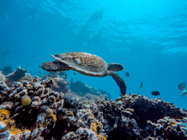istock Sea Turtle Swimming Under Water 941896298