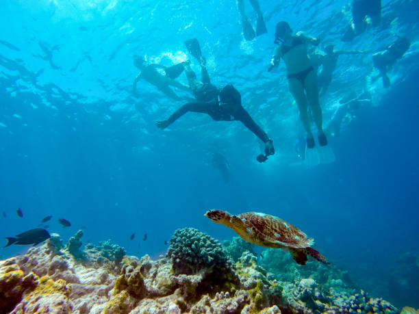 istock People Watching and Filming Sea Turtle Swimming Under Water 941896310