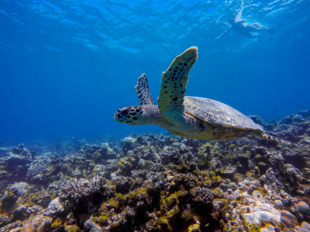 istock Sea Turtle Swimming Under Water 941896328