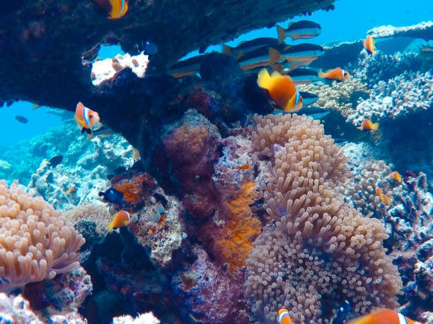 istock Coral Reef with Tropical Fish Swimming Near It 941896338