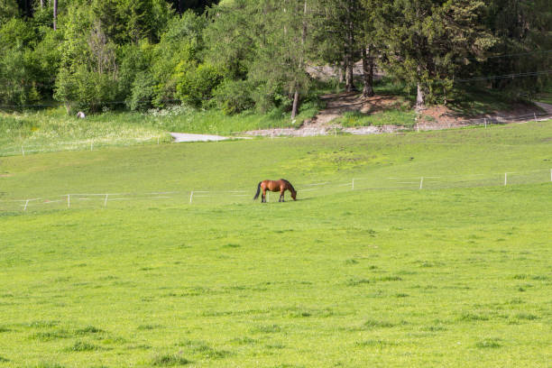 istock Horse grazing in green meadow 941897312