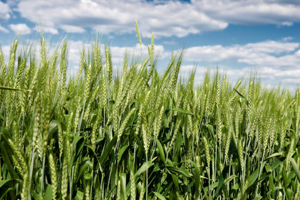 istock wheat field in spring, beautiful landscape, green grass and blue sky with clouds 941900018