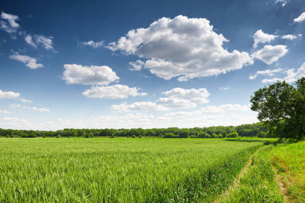 istock wheat field in spring, beautiful landscape, green grass and blue sky with clouds 941900180
