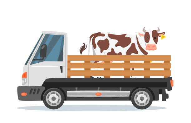 istock farmers car truck carrying  cow 941905622