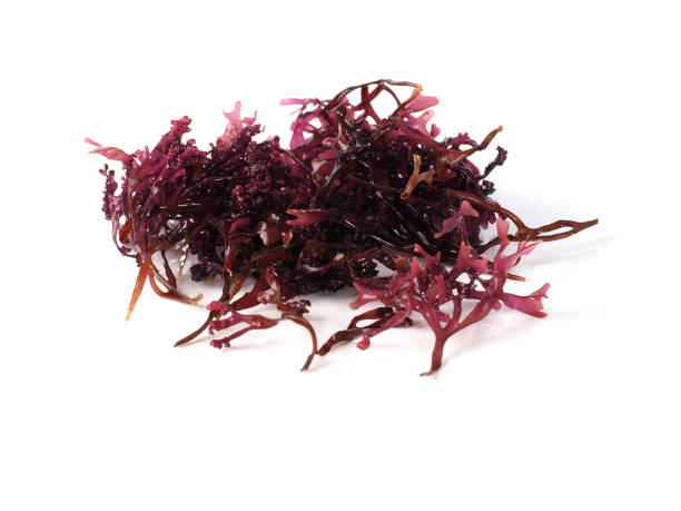 Musgo Estrellado – False Irish Moss -  Carrageen Moss