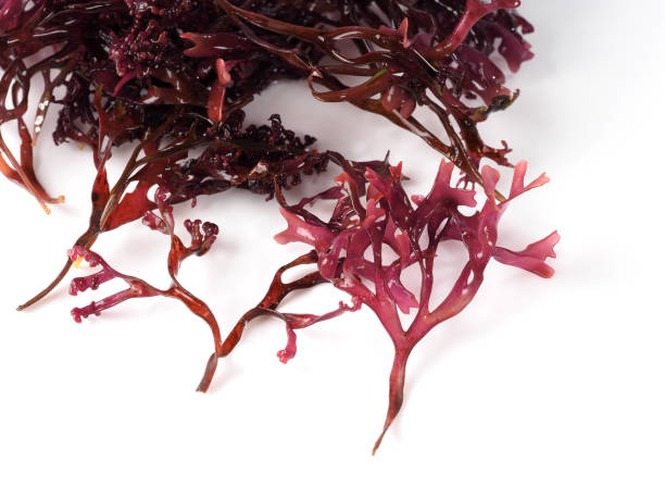 istock Musgo Estrellado – False Irish Moss -  Carrageen Moss 941906682