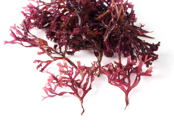 istock Musgo Estrellado – False Irish Moss -  Carrageen Moss 941906686