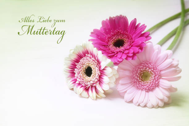 three gerbera flowers in pink and white on a bright background with copy space, greeting card with german text Alles Liebe zum Muttertag, meaning Happy Mother's Day, selected soft focus