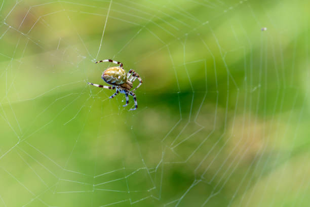 istock Large female spider sits in the center of its spiderweb 941910526