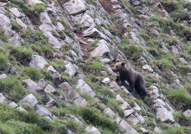 istock Brown bear in Asturias! 941913132