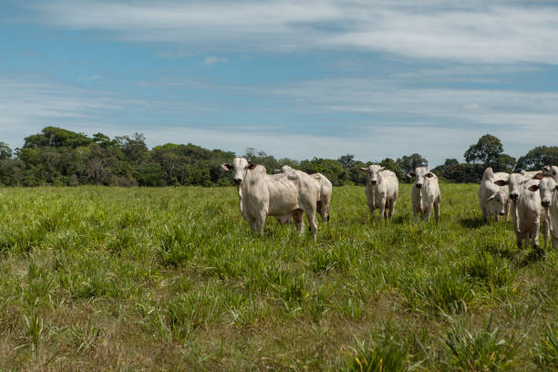 Herd of Nelore cattle grazing in a pasture Herd of Nelore cattle grazing in a pasture in farm animal macho stock pictures, royalty-free photos & images