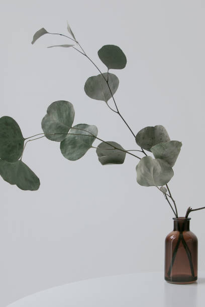 istock Eucalyptus branch in vase with white wall 941918696