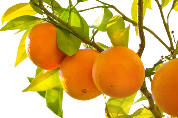 istock Ripe oranges on a tree branch in italian garden 941918988