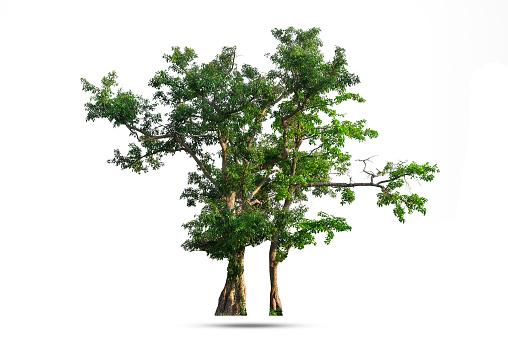 Isolated of Green tree on white background with clipping path.