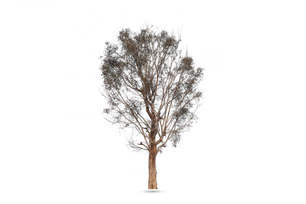 istock Isolated of Green tree on white background with clipping path. 941924040