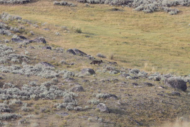 istock Agate Wolf's pack wild, non-captive wolf - Yellowstone National Park 941924046