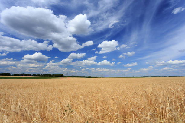 istock Field of wheat under cloudy sky 941924284