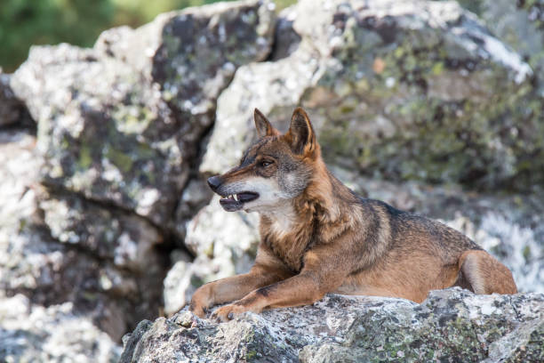 istock Canis lupus, angel or demon? hated or loved? 941924418