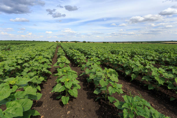 istock Young sunflower plants in the field 941924432
