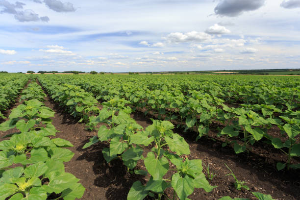 istock Young sunflower plants in the field 941924460
