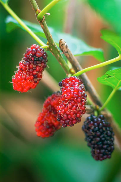 istock Fresh red mulberries on the branch 941924850