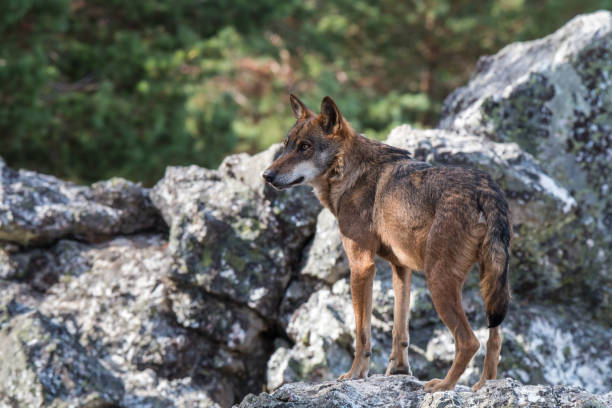 istock Canis lupus, angel or demon? hated or loved? 941925158
