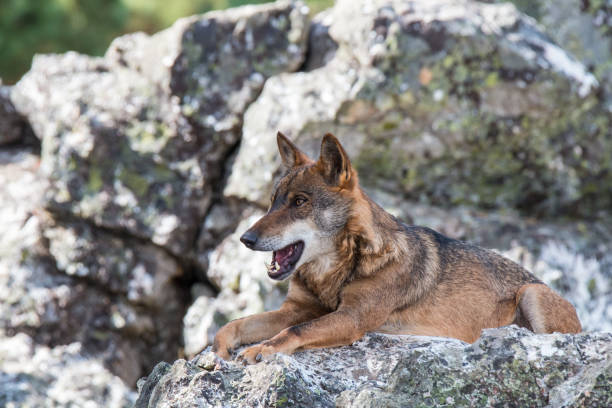 istock Canis lupus, angel or demon? hated or loved? 941925170