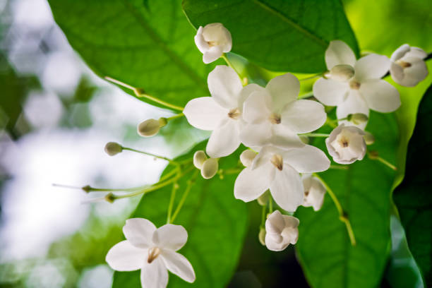 istock Little White Wrightia religiosa flower in nature garden 941925250