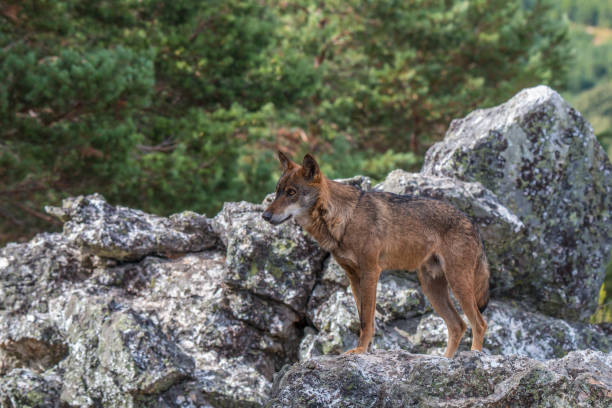 istock Canis lupus, angel or demon? hated or loved? 941925298