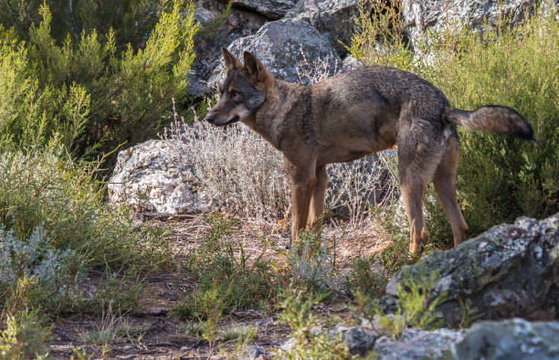 istock Canis lupus, angel or demon? hated or loved? 941926378