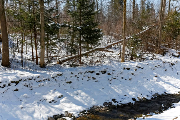 istock A Brook flows along a forest in Zakopane 941932394