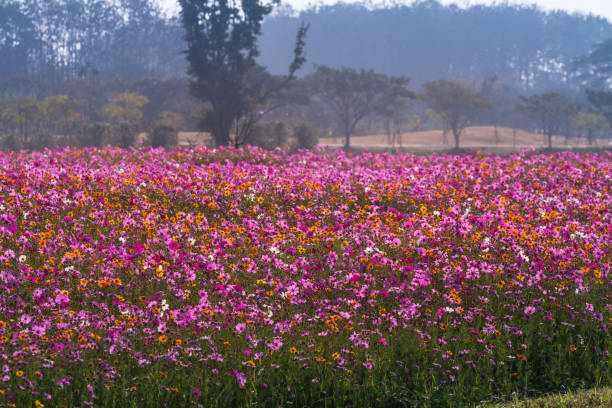 istock Pink cosmos field on the hill 941932402