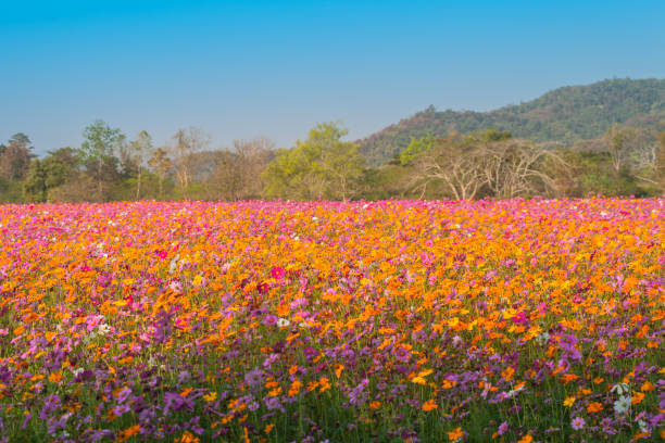 istock yellow cosmos field on the hill 941933140